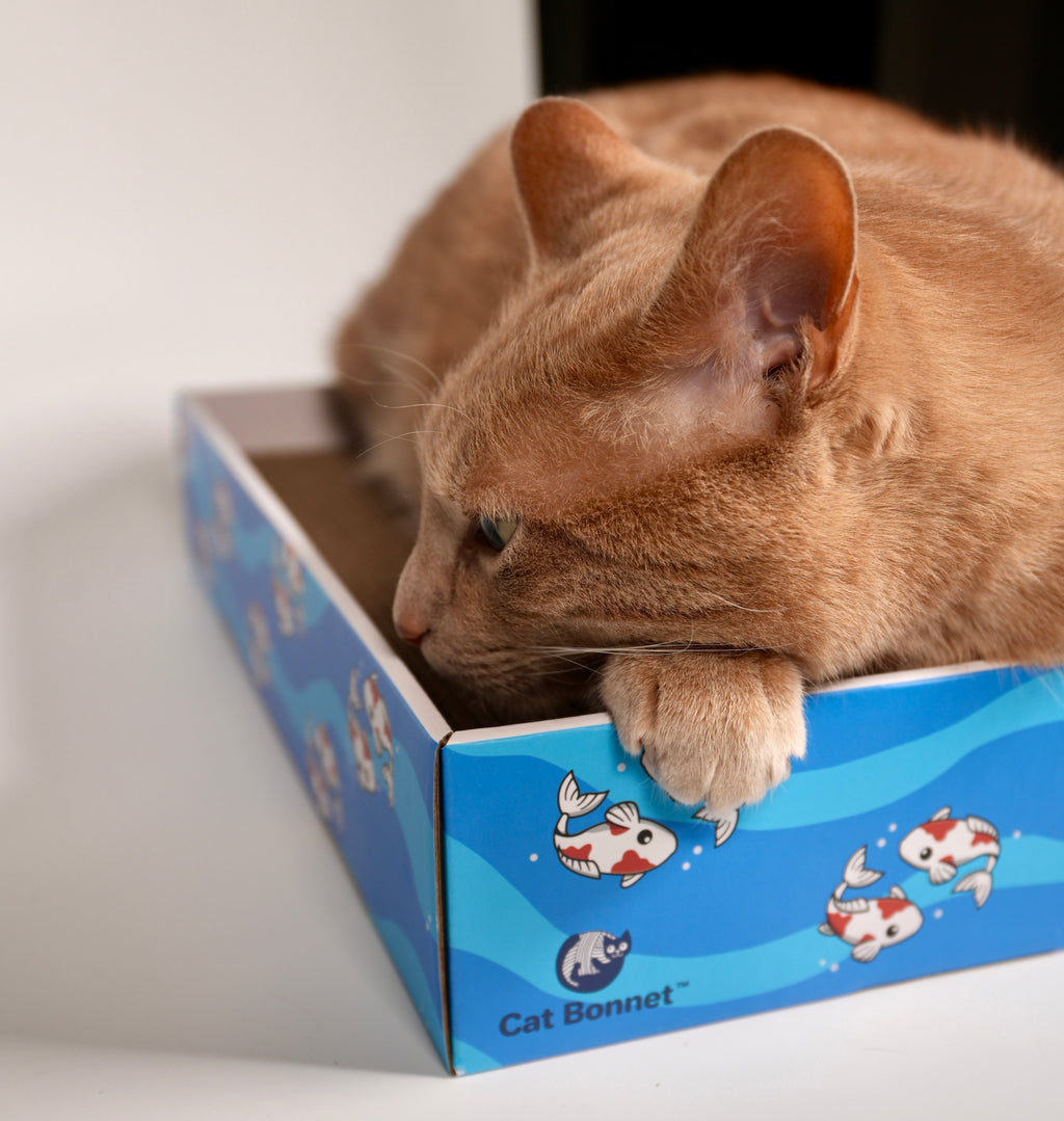 Rectangular Cat Scratcher with 3 Cardboard Pads